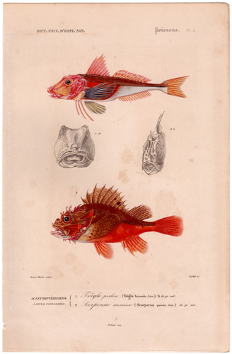 Gurnard, Scorpion Fish